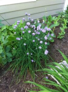 10 Super-Easy Veggies to Grow Image